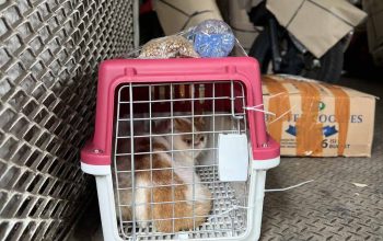 Pengiriman Hewan Peliharaan KAI Logistik Tumbuh, Jadi Solusi Mudik dan Libur Nataru Bersama Hewan Kesayangan Pengiriman Hewan Peliharaan KAI Logistik Tumbuh, Jadi Solusi Mudik dan Libur Nataru Bersama Hewan Kesayangan