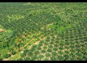 Planting Naturals Digitalisasi 7.224 Petani dalam Rantai Pasok Minyak Sawit Organik Bersertifikasi RSPO Pertama di Sierra Leone