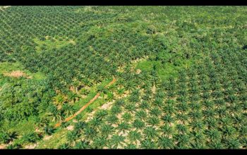 Planting Naturals Digitalisasi 7.224 Petani dalam Rantai Pasok Minyak Sawit Organik Bersertifikasi RSPO Pertama di Sierra Leone