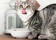 Berikut Ini Porsi Wet Food Harian untuk Kucing