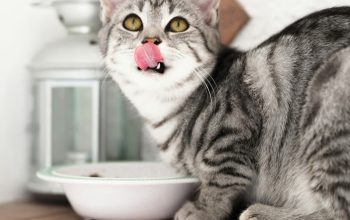 Berikut Ini Porsi Wet Food Harian untuk Kucing