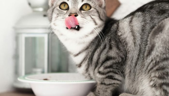 Berikut Ini Porsi Wet Food Harian untuk Kucing